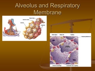 Alveolus and RespiratoryAlveolus and Respiratory
MembraneMembrane
 