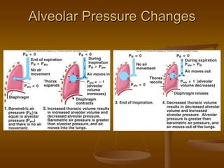 Alveolar Pressure ChangesAlveolar Pressure Changes
 