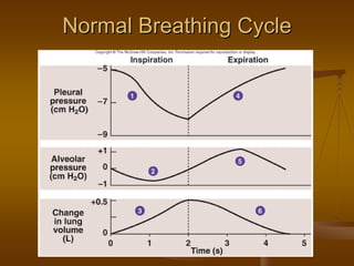 Normal Breathing CycleNormal Breathing Cycle
 