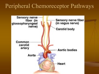 Peripheral Chemoreceptor Pathways
 