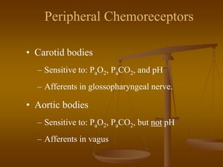 Peripheral Chemoreceptors
• Carotid bodies
– Sensitive to: PaO2, PaCO2, and pH
– Afferents in glossopharyngeal nerve.
• Aortic bodies
– Sensitive to: PaO2, PaCO2, but not pH
– Afferents in vagus
 