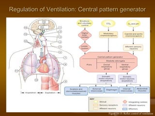 Regulation of Ventilation: Central pattern generatorRegulation of Ventilation: Central pattern generator
Figure 18-15: Reflex control of ventilation
 