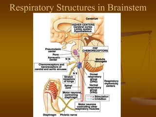 Respiratory Structures in Brainstem
 