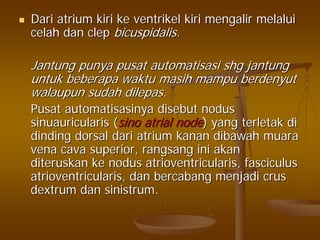 Dari atriumDari atrium kirikiri keke ventrikelventrikel kirikiri mengalirmengalir melaluimelalui
celahcelah dandan clepclep bicuspidalisbicuspidalis..
JantungJantung punyapunya pusatpusat automatisasiautomatisasi shgshg jantungjantung
untukuntuk beberapabeberapa waktuwaktu masihmasih mampumampu berdenyutberdenyut
walaupunwalaupun sudahsudah dilepasdilepas..
PusatPusat automatisasinyaautomatisasinya disebutdisebut nodusnodus
sinuauricularissinuauricularis ((sinosino atrialatrial nodenode) yang) yang terletakterletak didi
dindingdinding dorsaldorsal daridari atriumatrium kanankanan dibawahdibawah muaramuara
vena cava superior,vena cava superior, rangsangrangsang iniini akanakan
diteruskanditeruskan keke nodusnodus atrioventricularisatrioventricularis,, fasciculusfasciculus
atrioventricularisatrioventricularis,, dandan bercabangbercabang menjadimenjadi cruscrus
dextrumdextrum dandan sinistrumsinistrum..
 
