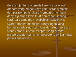 GerakanGerakan jantungjantung otomatisotomatis karenakarena adaada syarafsyaraf
otonomotonom yangyang megaturnyamegaturnya yaituyaitu sarafsaraf sympatissympatis
dandan parasympatisparasympatis.. SyarafSyaraf sympatissympatis membuatmembuat
denyutdenyut jantungjantung lebihlebih kuatkuat dandan cepatcepat,, sedangsedang
sarafsaraf parasympatisparasympatis meyebabkanmeyebabkan sebaliknyasebaliknya..
SyarafSyaraf otonomotonom mendapatmendapat rangsanganrangsangan yangyang
bermulabermula padapada sinussinus caroticuscaroticus dandan sinussinus aorticusaorticus..
SinusSinus caroticuscaroticus berisiberisi receptor yangreceptor yang bersifatbersifat
pressoreseptorpressoreseptor dandan chemoreseptorchemoreseptor demikiandemikian jugajuga
padapada sinussinus aorticusaorticus.,.,
 
