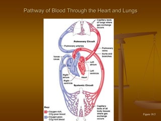 Pathway of Blood Through the Heart and LungsPathway of Blood Through the Heart and Lungs
Figure 18.5
 