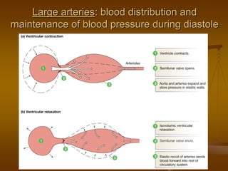 Figure 15-4: Elastic recoil in the arteries
Large arteriesLarge arteries: blood distribution and: blood distribution and
maintenance of blood pressure during diastolemaintenance of blood pressure during diastole
 