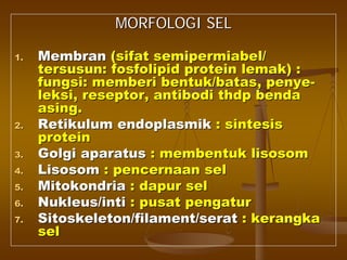 MORFOLOGI SELMORFOLOGI SEL
1.1. MembranMembran ((sifatsifat semipermiabelsemipermiabel//
tersusuntersusun:: fosfolipidfosfolipid proteinprotein lemaklemak) :) :
fungsifungsi:: memberimemberi bentuk/batasbentuk/batas,, penyepenye--
leksileksi,, reseptorreseptor,, antibodiantibodi thdpthdp bendabenda
asingasing..
2.2. RetikulumRetikulum endoplasmikendoplasmik :: sintesissintesis
proteinprotein
3.3. GolgiGolgi aparatusaparatus :: membentukmembentuk lisosomlisosom
4.4. LisosomLisosom :: pencernaanpencernaan selsel
5.5. MitokondriaMitokondria :: dapurdapur selsel
6.6. Nukleus/intiNukleus/inti :: pusatpusat pengaturpengatur
7.7. Sitoskeleton/filament/seratSitoskeleton/filament/serat :: kerangkakerangka
selsel
 