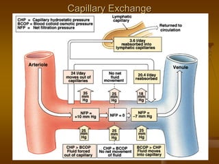 Capillary ExchangeCapillary Exchange
 