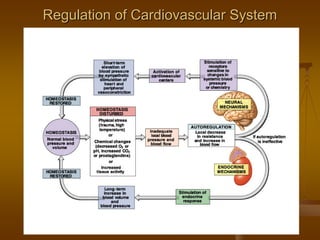 Regulation of Cardiovascular SystemRegulation of Cardiovascular System
 