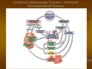 Control of Cardiovascular FunctionControl of Cardiovascular Function –– HormonesHormones
Decreased Blood PressureDecreased Blood Pressure
 