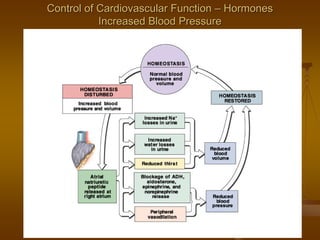 Control of Cardiovascular FunctionControl of Cardiovascular Function –– HormonesHormones
Increased Blood PressureIncreased Blood Pressure
 