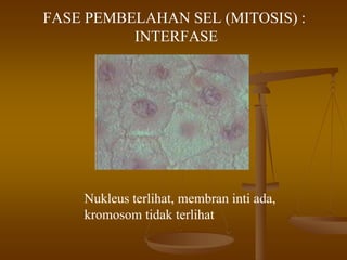FASE PEMBELAHAN SEL (MITOSIS) :
INTERFASE
Nukleus terlihat, membran inti ada,
kromosom tidak terlihat
 