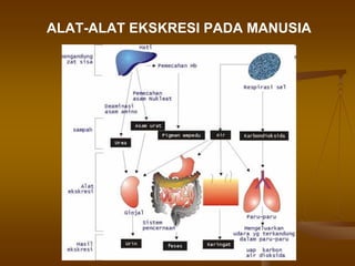 ALAT-ALAT EKSKRESI PADA MANUSIA
 