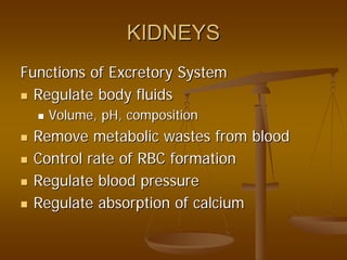 KIDNEYSKIDNEYS
Functions of Excretory SystemFunctions of Excretory System
Regulate body fluidsRegulate body fluids
Volume, pH, compositionVolume, pH, composition
Remove metabolic wastes from bloodRemove metabolic wastes from blood
Control rate of RBC formationControl rate of RBC formation
Regulate blood pressureRegulate blood pressure
Regulate absorption of calciumRegulate absorption of calcium
 
