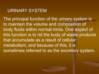 URINARY SYSTEM
The principal function of the urinary system is
to maintain the volume and composition of
body fluids within normal limits. One aspect of
this function is to rid the body of waste products
that accumulate as a result of cellular
metabolism, and because of this, it is
sometimes referred to as the excretory system.
 