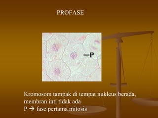 PROFASE
Kromosom tampak di tempat nukleus berada,
membran inti tidak ada
P fase pertama mitosis
 