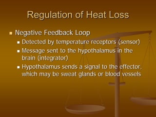 Regulation of Heat LossRegulation of Heat Loss
Negative Feedback LoopNegative Feedback Loop
Detected by temperature receptors (sensor)Detected by temperature receptors (sensor)
Message sent to the hypothalamus in theMessage sent to the hypothalamus in the
brain (integrator)brain (integrator)
Hypothalamus sends a signal to theHypothalamus sends a signal to the effectoreffector,,
which may be sweat glands or blood vesselswhich may be sweat glands or blood vessels
 