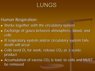 LUNGSLUNGS
Human Respiration:Human Respiration:
Works together with the circulatory systemWorks together with the circulatory system
Exchange of gases between atmosphere, blood, andExchange of gases between atmosphere, blood, and
cellscells
If respiratory system and/or circulatory system fails,If respiratory system and/or circulatory system fails,
death will occurdeath will occur
Cells needCells need OO22 for work; releasefor work; release COCO22 as a wasteas a waste
productproduct
Accumulation of excess COAccumulation of excess CO22 is toxic to cells and MUSTis toxic to cells and MUST
be removedbe removed
 