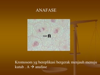 ANAFASE
Kromosom yg bereplikasi bergerak menjauh menuju
kutub . A anafase
 