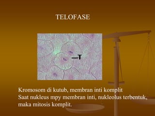 TELOFASE
Kromosom di kutub, membran inti komplit
Saat nukleus mpy membran inti, nukleolus terbentuk,
maka mitosis komplit.
 