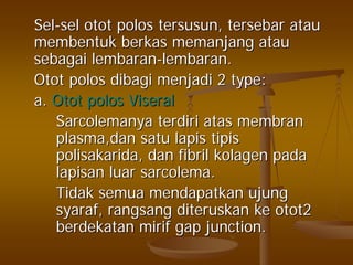 SelSel--selsel otototot polospolos tersusuntersusun,, tersebartersebar atauatau
membentukmembentuk berkasberkas memanjangmemanjang atauatau
sebagaisebagai lembaranlembaran--lembaranlembaran..
OtotOtot polospolos dibagidibagi menjadimenjadi 2 type:2 type:
a.a. OtotOtot polospolos ViseralViseral
SarcolemanyaSarcolemanya terdiriterdiri atasatas membranmembran
plasma,danplasma,dan satusatu lapislapis tipistipis
polisakaridapolisakarida,, dandan fibrilfibril kolagenkolagen padapada
lapisanlapisan luarluar sarcolemasarcolema..
TidakTidak semuasemua mendapatkanmendapatkan ujungujung
syarafsyaraf,, rangsangrangsang diteruskanditeruskan keke otot2otot2
berdekatanberdekatan mirifmirif gap junction.gap junction.
 