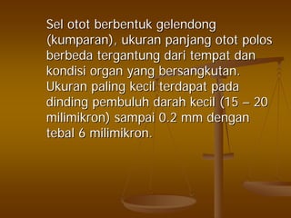 SelSel otototot berbentukberbentuk gelendonggelendong
((kumparankumparan),), ukuranukuran panjangpanjang otototot polospolos
berbedaberbeda tergantungtergantung daridari tempattempat dandan
kondisikondisi organ yangorgan yang bersangkutanbersangkutan..
UkuranUkuran palingpaling kecilkecil terdapatterdapat padapada
dindingdinding pembuluhpembuluh darahdarah kecilkecil (15(15 –– 2020
milimikronmilimikron)) sampaisampai 0.2 mm0.2 mm dengandengan
tebaltebal 66 milimikronmilimikron..
 