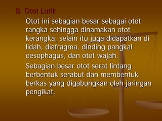 B.B. OtotOtot LurikLurik
OtotOtot iniini sebagiansebagian besarbesar sebagaisebagai otototot
rangkarangka sehinggasehingga dinamakandinamakan otototot
kerangkakerangka,, selainselain ituitu jugajuga didapatkandidapatkan didi
lidahlidah,, diafragmadiafragma,, dindingdinding pangkalpangkal
oesophagusoesophagus,, dandan otototot wajahwajah..
SebagianSebagian besarbesar otototot seratserat lintanglintang
berbentukberbentuk serabutserabut dandan membentukmembentuk
berkasberkas yangyang digabungkandigabungkan oleholeh jaringanjaringan
pengikatpengikat..
 