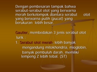 DenganDengan pembesaranpembesaran tampaktampak bahwabahwa
serabutserabut--serabutserabut otototot yangyang berwarnaberwarna
merahmerah berkelompokberkelompok diantaradiantara serabutserabut otototot
yangyang berwarnaberwarna putihputih ((pucatpucat) yang) yang
berukuranberukuran lebihlebih besarbesar..
Gautier,Gautier, membedakanmembedakan 33 jenisjenis serabutserabut otototot
luriklurik ::
1.1. SerabutSerabut otototot merahmerah,, lebihlebih banyakbanyak
mengandungmengandung mitokhondriamitokhondria,, mioglobinmioglobin,,
banyakbanyak pembuluhpembuluh darahdarah,, memilikimemiliki
lempenglempeng ZZ lebihlebih tebaltebal. (ST). (ST)
 