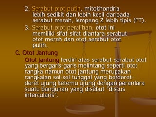 2.2. SerabutSerabut otototot putihputih,, mitokhondriamitokhondria
lebihlebih sedikitsedikit dandan lebihlebih kecilkecil daripadadaripada
serabutserabut merahmerah,, lempenglempeng ZZ lebihlebih tipistipis (FT).(FT).
3.3. SerabutSerabut otototot peralihanperalihan,, otototot iniini
memilikimemiliki sifatsifat--sifatsifat diantaradiantara serabutserabut
otototot merahmerah dandan otototot serabutserabut otototot
putihputih..
C.C. OtotOtot JantungJantung
OtotOtot jantungjantung terdiriterdiri atasatas serabutserabut--serabutserabut otototot
yangyang bergarisbergaris--garisgaris melintangmelintang sepertiseperti otototot
rangkarangka namunnamun otototot jantungjantung merupakanmerupakan
rangkaianrangkaian selsel--selsel tunggaltunggal yangyang berderetberderet--
deretderet ujungujung ketemuketemu ujungujung dengandengan perantaraperantara
suatusuatu bangunanbangunan yangyang disebutdisebut ““discusdiscus
intercularisintercularis””..
 