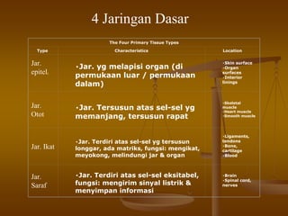 The Four Primary Tissue Types
Type Characteristics Location
Jar.
epitele
•Jar. yg melapisi organ (di
permukaan luar / permukaan
dalam)
•Skin surface
•Organ
surfaces
•Interior
linings
Jar.
Otot
•Jar. Tersusun atas sel-sel yg
memanjang, tersusun rapat
•Skeletal
muscle
•Heart muscle
•Smooth muscle
Jar. Ikat
•Jar. Terdiri atas sel-sel yg tersusun
longgar, ada matriks, fungsi: mengikat,
meyokong, melindungi jar & organ
•Ligaments,
tendons
•Bone,
cartilage
•Blood
Jar.
Saraf
•Jar. Terdiri atas sel-sel eksitabel,
fungsi: mengirim sinyal listrik &
menyimpan informasi
•Brain
•Spinal cord,
nerves
4 Jaringan Dasar
 
