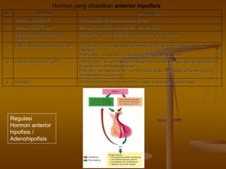 Hormon yang dihasilkan anterior hipofisis
NoNo
..
HormonHormon PrinsipPrinsip kerjakerja
11 HormonHormon SomatrotofSomatrotof PertumbuhanPertumbuhan selsel dandan anabolismeanabolisme proteinprotein
22 HormonHormon TiroidTiroid (TSH)(TSH) MengontrolMengontrol sekresisekresi hormonehormone oleholeh kelenjarkelenjar tiroidtiroid
33 HormonHormon AdrenokortikotropikAdrenokortikotropik
(ACTH)(ACTH)
MengontrolMengontrol sekresisekresi beberapabeberapa hormonehormone oleholeh kortekskorteks adrenaladrenal
44 Follicle StimulatingFollicle Stimulating HormonHormon (FSH)(FSH) Pada wanita : merangsang perkembangan folikel pada ovarium dan sPada wanita : merangsang perkembangan folikel pada ovarium dan sekresiekresi
estrogenestrogen
Pada testis : menstimulasi testis untuk mengstimulasi spermaPada testis : menstimulasi testis untuk mengstimulasi sperma
55 LuteinizingLuteinizing hormone (LH)hormone (LH) Pada Wanita : bersama dengan estrogen menstimulasi ovulasi dan pPada Wanita : bersama dengan estrogen menstimulasi ovulasi dan pembentukanembentukan
progesterone oleh korpus luteumprogesterone oleh korpus luteum
Pada pria : menstimulasi selPada pria : menstimulasi sel –– sel interstitial pada testis untuk berkembang dansel interstitial pada testis untuk berkembang dan
menghasilkan testoteronmenghasilkan testoteron
66 ProlaktinProlaktin MembantuMembantu kelahirankelahiran dandan memeliharamemelihara sekresisekresi susususu oleholeh kelenjarkelenjar susususu
Regulasi
Hormon anterior
hipofisis /
Adenohipofisis
 