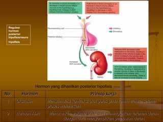 Hormon yang dihasilkan posterior hipofisis
No.No. HormonHormon PrinsipPrinsip kerjakerja
11 OksitosinOksitosin MenstimulasiMenstimulasi kontraksikontraksi otototot polospolos padapada rahimrahim wanitawanita selamaselama
prosesproses melahirkanmelahirkan
22 HormonHormon ADHADH MenurunkanMenurunkan volume urinevolume urine dandan meningkatkanmeningkatkan tekanantekanan darahdarah
dengandengan caracara menyempitkanmenyempitkan pembuluhpembuluh darahdarah
Regulasi
hormon
posterior
hipofisis/neuro
hipofisis
 