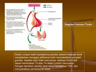 Regulasi hormon Tiroid
Sistem umpan balik hipotalamus-pituitari anterior-kelenjar tiroid
menjelaskan mengapa defisiensi iodin menyebabkan penyakit
gondok. Apabila iodin tidak mencukupi, kelenjar tiroid tidak
dapat mensintesis T3 atau T4 dalam jumlah mencukupi.
Dengan demikian pituitari akan terus mensekresi TSH, dan
menyebabkan pembesaran tiroid.
 