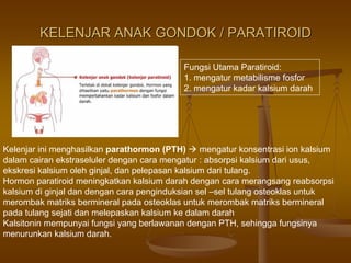 KELENJAR ANAK GONDOK / PARATIROIDKELENJAR ANAK GONDOK / PARATIROID
Kelenjar ini menghasilkan parathormon (PTH) mengatur konsentrasi ion kalsium
dalam cairan ekstraseluler dengan cara mengatur : absorpsi kalsium dari usus,
ekskresi kalsium oleh ginjal, dan pelepasan kalsium dari tulang.
Hormon paratiroid meningkatkan kalsium darah dengan cara merangsang reabsorpsi
kalsium di ginjal dan dengan cara penginduksian sel –sel tulang osteoklas untuk
merombak matriks bermineral pada osteoklas untuk merombak matriks bermineral
pada tulang sejati dan melepaskan kalsium ke dalam darah
Kalsitonin mempunyai fungsi yang berlawanan dengan PTH, sehingga fungsinya
menurunkan kalsium darah.
Fungsi Utama Paratiroid:
1. mengatur metabilisme fosfor
2. mengatur kadar kalsium darah
 