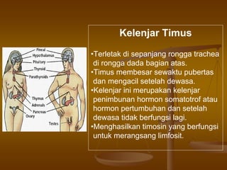 Kelenjar Timus
•Terletak di sepanjang rongga trachea
di rongga dada bagian atas.
•Timus membesar sewaktu pubertas
dan mengacil setelah dewasa.
•Kelenjar ini merupakan kelenjar
penimbunan hormon somatotrof atau
hormon pertumbuhan dan setelah
dewasa tidak berfungsi lagi.
•Menghasilkan timosin yang berfungsi
untuk merangsang limfosit.
 