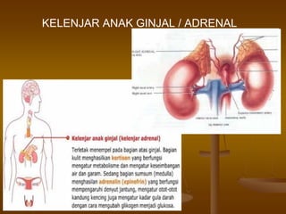 KELENJAR ANAK GINJAL / ADRENAL
 