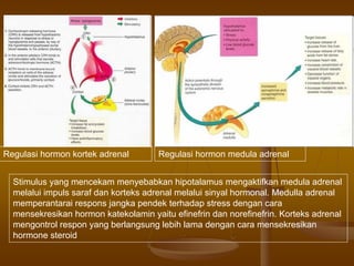 Regulasi hormon kortek adrenal Regulasi hormon medula adrenal
Stimulus yang mencekam menyebabkan hipotalamus mengaktifkan medula adrenal
melalui impuls saraf dan korteks adrenal melalui sinyal hormonal. Medulla adrenal
memperantarai respons jangka pendek terhadap stress dengan cara
mensekresikan hormon katekolamin yaitu efinefrin dan norefinefrin. Korteks adrenal
mengontrol respon yang berlangsung lebih lama dengan cara mensekresikan
hormone steroid
 