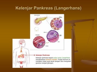 Kelenjar Pankreas (Langerhans)Kelenjar Pankreas (Langerhans)
 