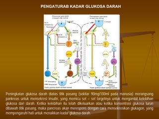 PENGATURAB KADAR GLUKOSA DARAH
Peningkatan glukosa darah diatas titik pasang (sekitar 90mg/100ml pada manusia) merangsang
pankreas untuk mensekresi insulin, yang memicu sel – sel targetnya untuk mengambil kelebihan
glukosa dari darah. Ketika kelebihan itu telah dikeluarkan atau ketika konsentrasi glukosa turun
dibawah titik pasang, maka pancreas akan merespons dengan cara mensekresikan glukagon, yang
mempengaruhi hati untuk menaikkan kadar glukosa darah.
 