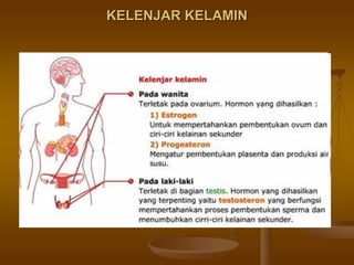 KELENJAR KELAMINKELENJAR KELAMIN
 