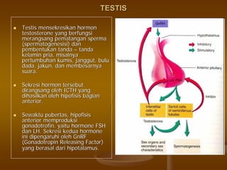 TESTISTESTIS
TestisTestis mensekresikanmensekresikan hormonhormon
testosterone yangtestosterone yang berfungsiberfungsi
merangsangmerangsang pematanganpematangan spermasperma
((spermatogenesisispermatogenesisi)) dandan
pembentukanpembentukan tandatanda –– tandatanda
kelaminkelamin priapria,, misalnyamisalnya
pertumbuhanpertumbuhan kumis,kumis, janggutjanggut,, bulubulu
dada,dada, jakunjakun,, dandan membesarnyamembesarnya
suarasuara..
SekresiSekresi hormonhormon tersebuttersebut
dirangsangdirangsang oleholeh ICTH yangICTH yang
dihasilkandihasilkan oleholeh hipofisishipofisis bagianbagian
anterior.anterior.
SewaktuSewaktu pubertaspubertas,, hipofisishipofisis
anterioranterior memproduksimemproduksi
gonadotrofingonadotrofin,, yaituyaitu hormone FSHhormone FSH
dandan LH.LH. SekresiSekresi keduakedua hormonehormone
iniini dipengaruhidipengaruhi oleholeh GnRFGnRF
((GonadotropinGonadotropin Releasing Factor)Releasing Factor)
yangyang berasalberasal daridari hipotalamushipotalamus..
 