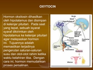 Hormon oksitosin dihasilkan
oleh hipotalamus dan disimpan
di kelenjar pituitari. Pada saat
yang tepat, sebuah isyarat
syaraf dikirimkan oleh
hipotalamus ke kelenjar pituitari
agar melepaskan hormon
ini. Tujuannya adalah
memastikan terjadinya
pengerutan saluran-saluran
susu dan otot-otot rahim ketika
waktu kelahiran tiba. Dengan
cara ini, hormon memudahkan
proses persalinan.
OXYTOCIN
 
