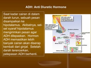 Saat kadar cairan di dalam
darah turun, sebuah pesan
disampaikan ke
hipotalamus. Akibatnya, sel-
sel syaraf hipotalamus
mengirimkan pesan agar
ADH dilepaskan. Hormon
ADH memastikan lebih
banyak cairan akan diserap
kembali dari ginjal. Setelah
darah terencerkan,
pelepasan ADH berhenti.
ADH: Anti Diuretic Hormone
 