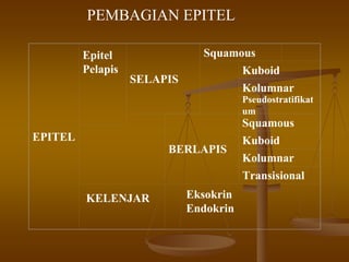 EPITEL
Epitel
Pelapis
SELAPIS
Squamous
Kuboid
Kolumnar
Pseudostratifikat
um
BERLAPIS
Squamous
Kuboid
Kolumnar
Transisional
KELENJAR
PEMBAGIAN EPITEL
Eksokrin
Endokrin
 