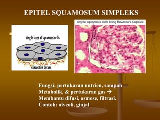 Fungsi: pertukaran nutrien, sampah
Metabolik, & pertukaran gas
Membantu difusi, osmose, filtrasi.
Contoh: alveoli, ginjal
EPITEL SQUAMOSUM SIMPLEKS
 