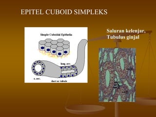 EPITEL CUBOID SIMPLEKS
Saluran kelenjar,
Tubulus ginjal
 