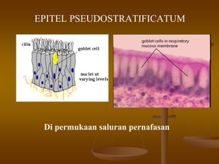 EPITEL PSEUDOSTRATIFICATUM
Di permukaan saluran pernafasan
 