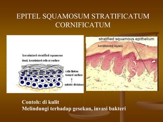 EPITEL SQUAMOSUM STRATIFICATUM
CORNIFICATUM
Contoh: di kulit
Melindungi terhadap gesekan, invasi bakteri
 