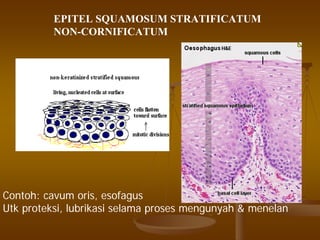 EPITEL SQUAMOSUM STRATIFICATUM
NON-CORNIFICATUM
Contoh: cavum oris, esofagus
Utk proteksi, lubrikasi selama proses mengunyah & menelan
 